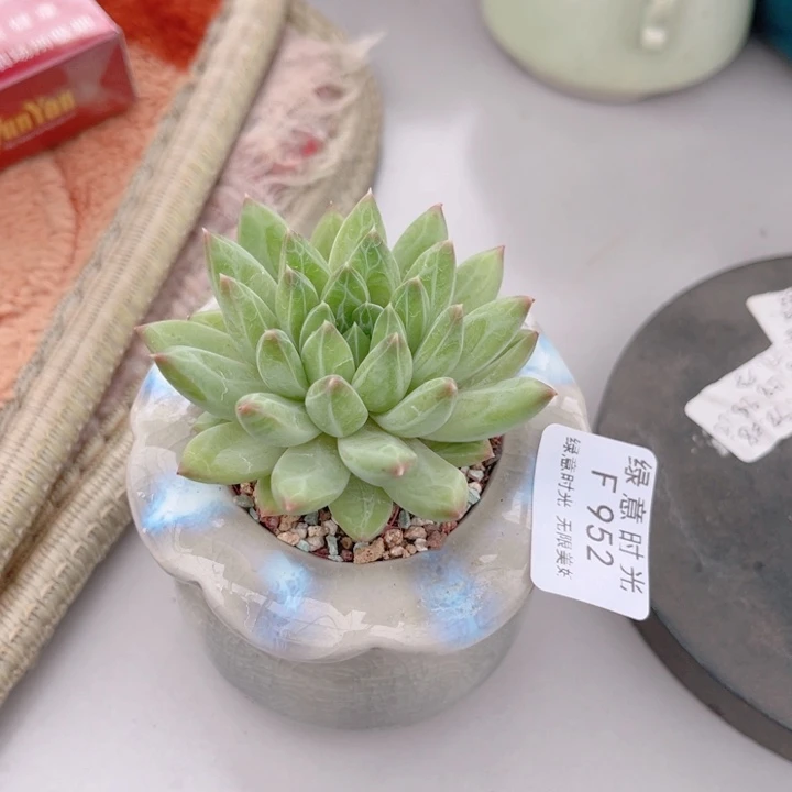 蓝****952 青花瓷 带陶瓷盆发货 满28包邮