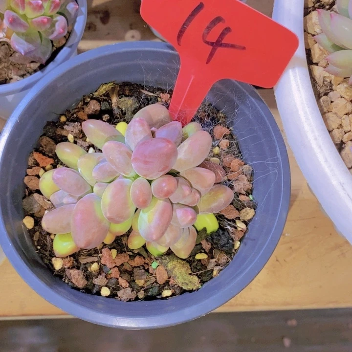 这么久不给个回应啊