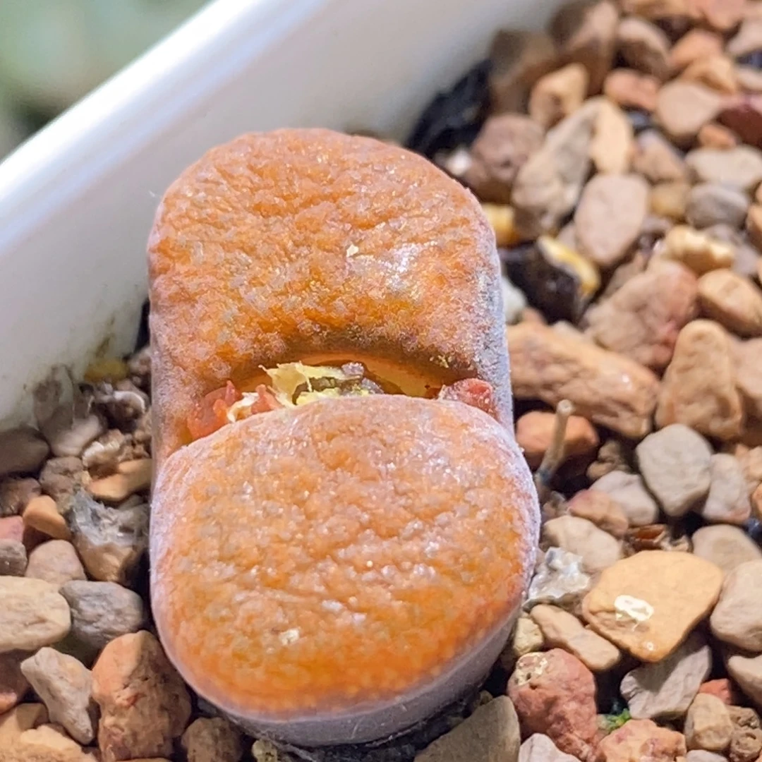 一颗1809.4超蛋一颗