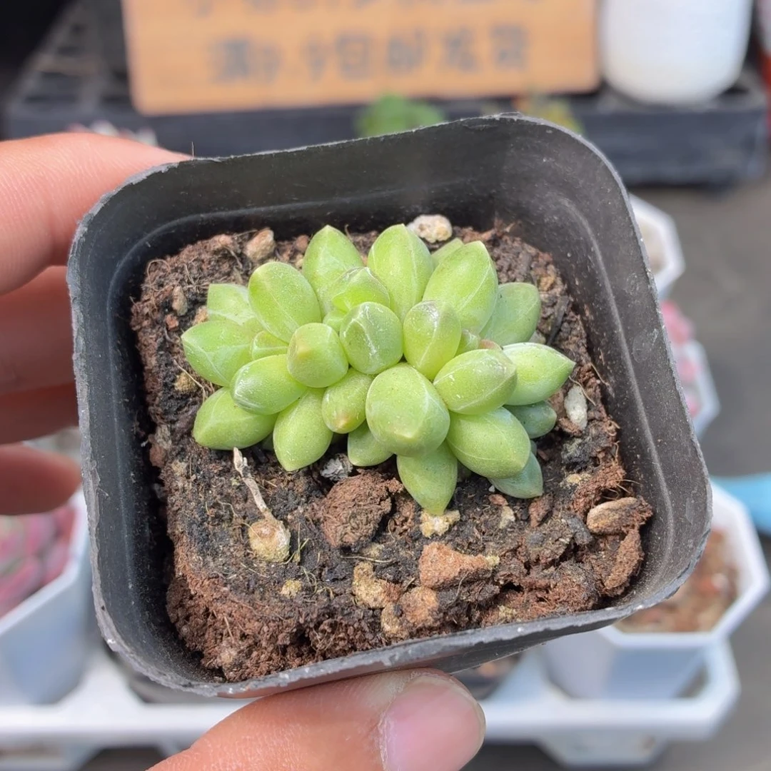 千代田多肉9.9包邮发货