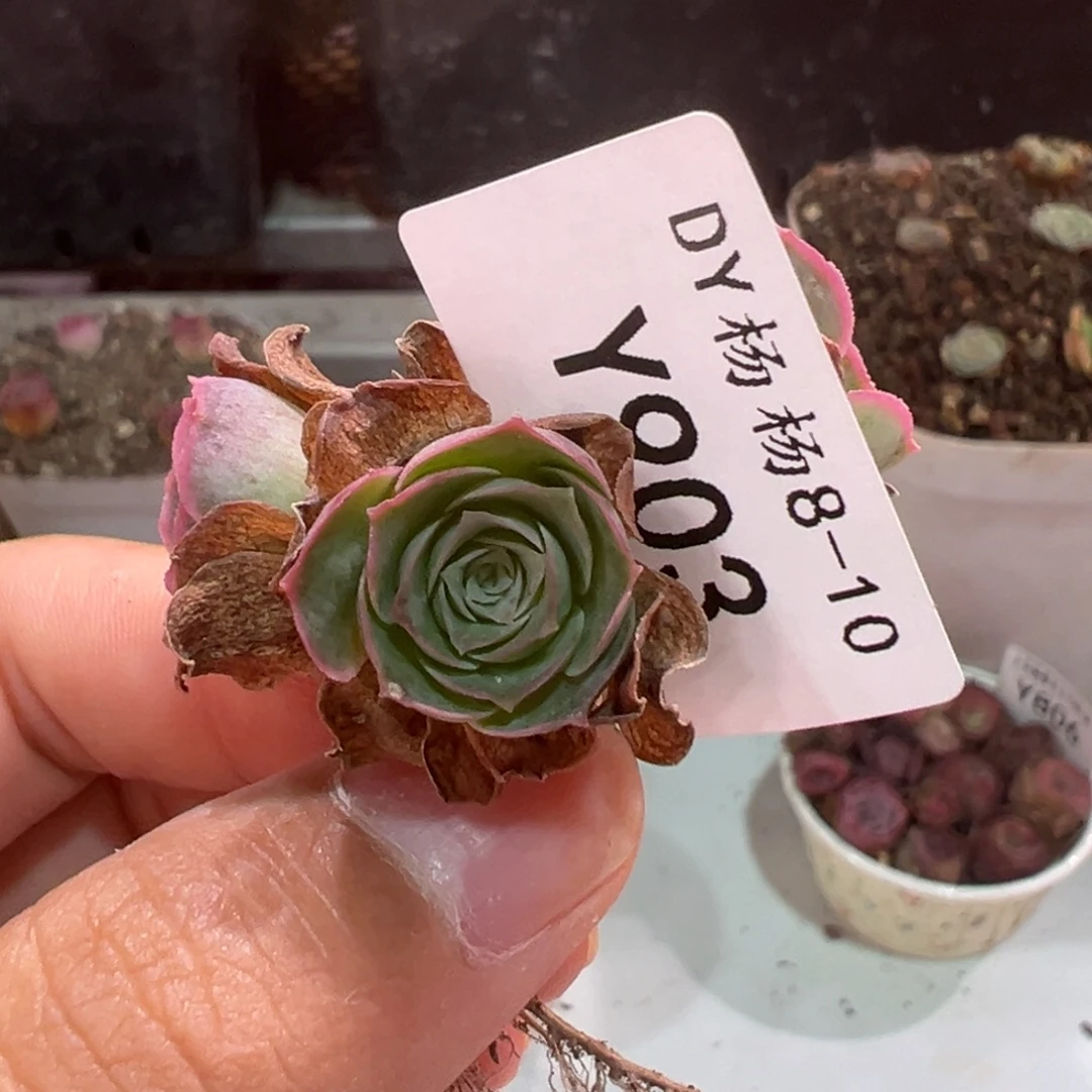 无***.杨903 山地玫瑰福袋