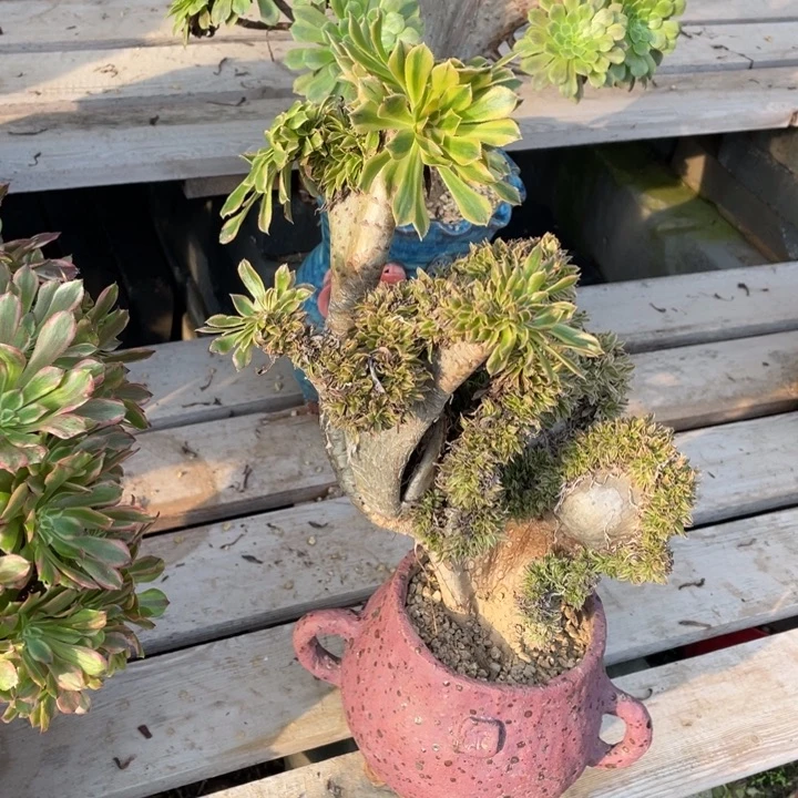 法师老桩缀化夕颜