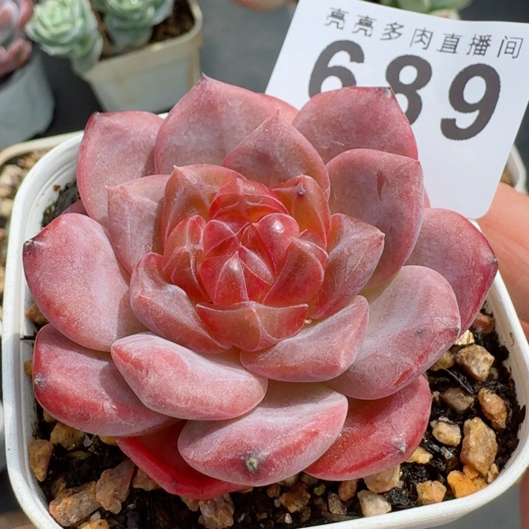 红灯芯          摇身一变高富帅，一夜暴富动作快