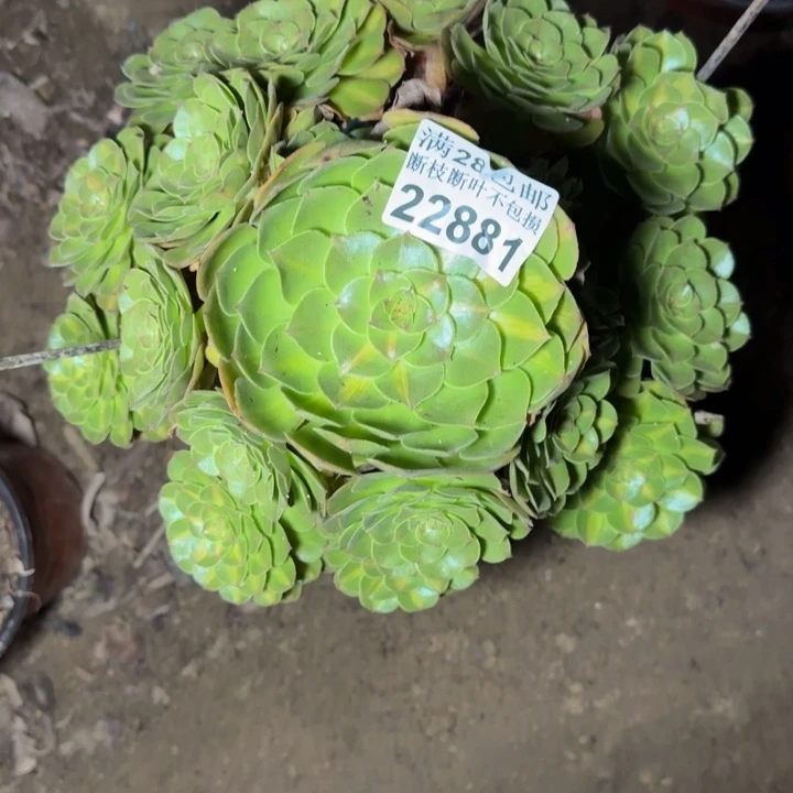 22881抹茶多肉植物
