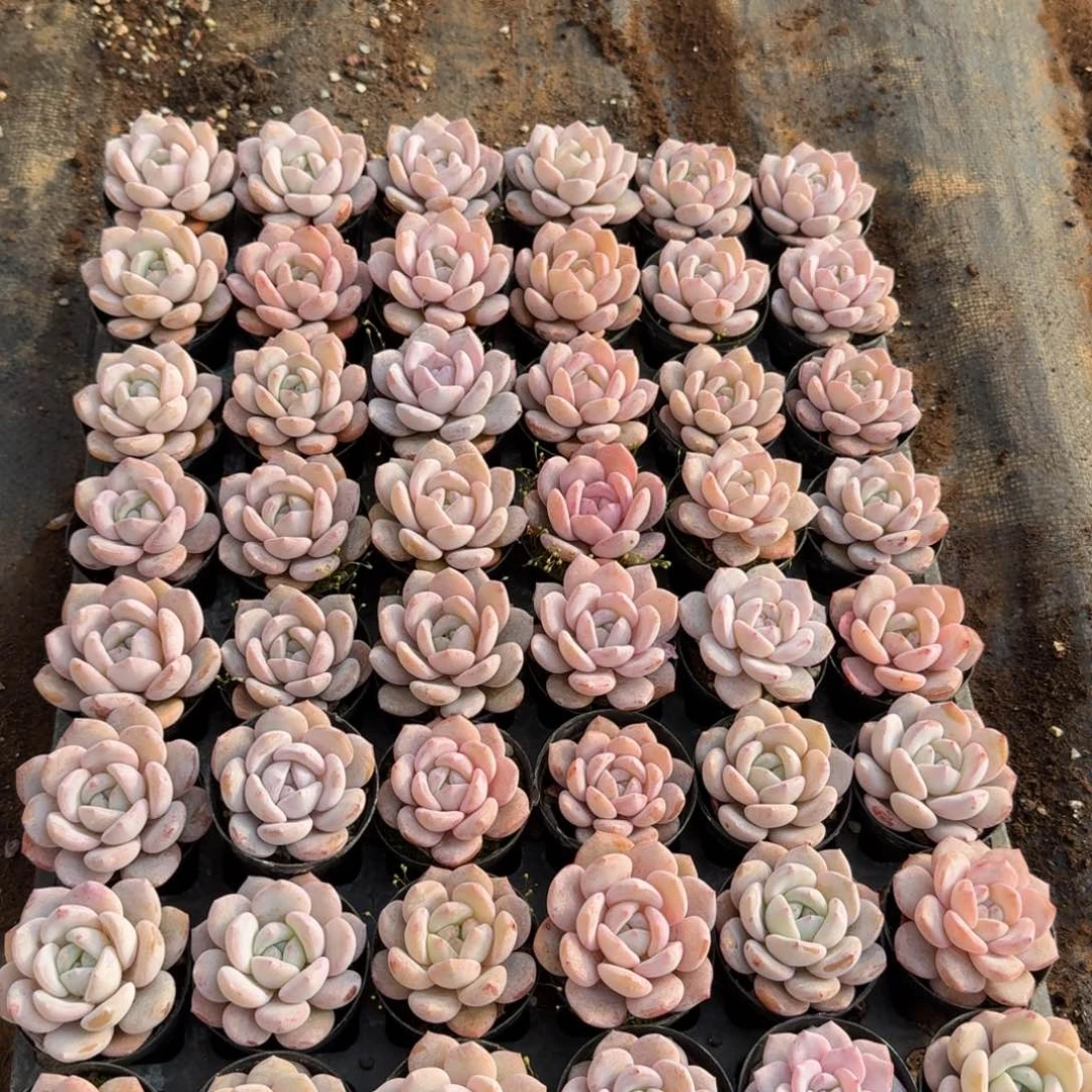 14-7奶盖一筐量拍