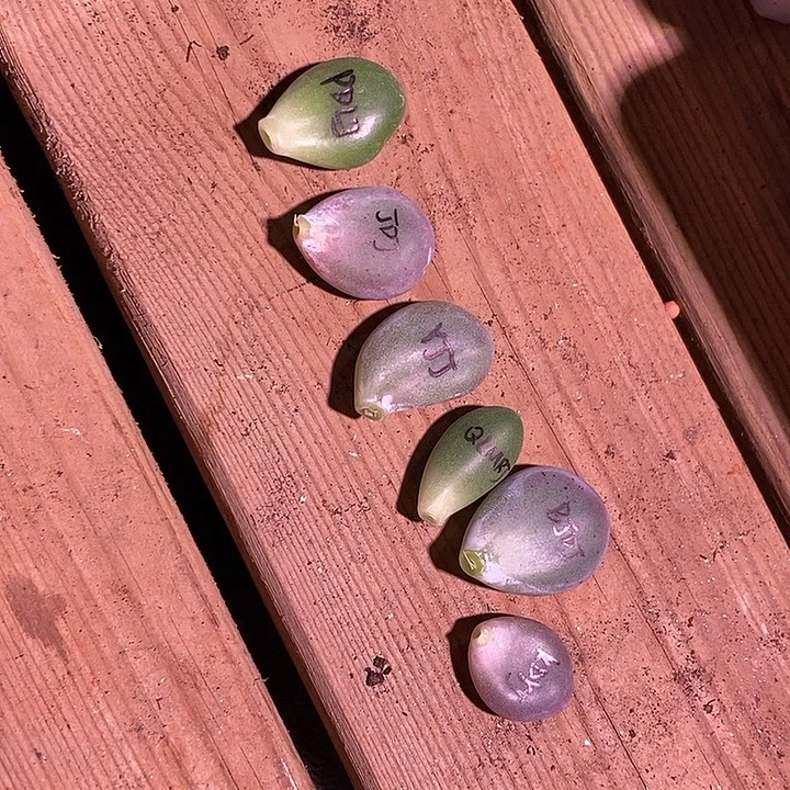 一组美肉锦基因多肉植物包邮