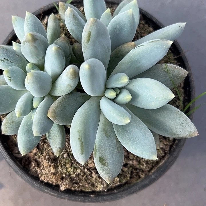 丽*哥特萝莉，一物一拍