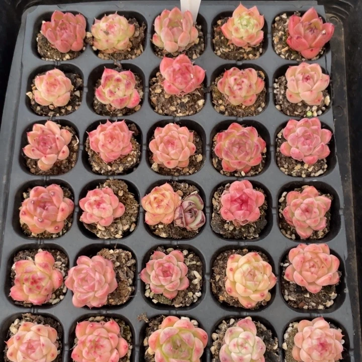 不包整散 盆子不售后1761