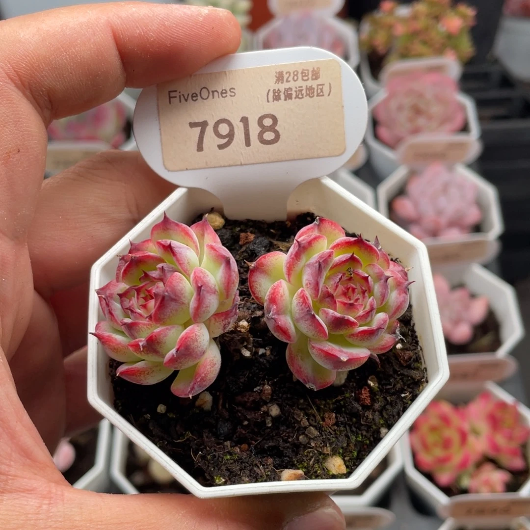 马赛尔7918-6厘米