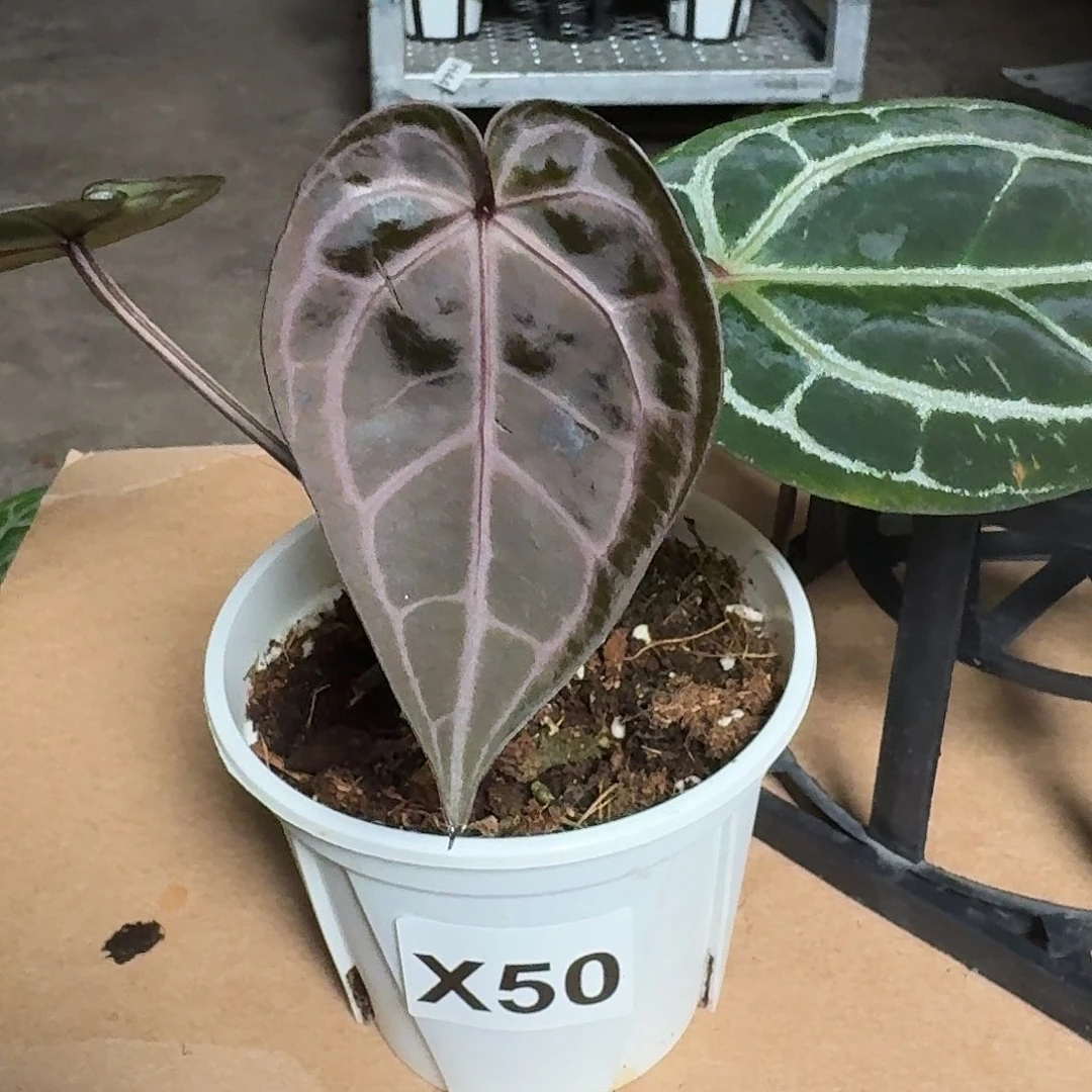 完全开放X50叶损紫水晶杂