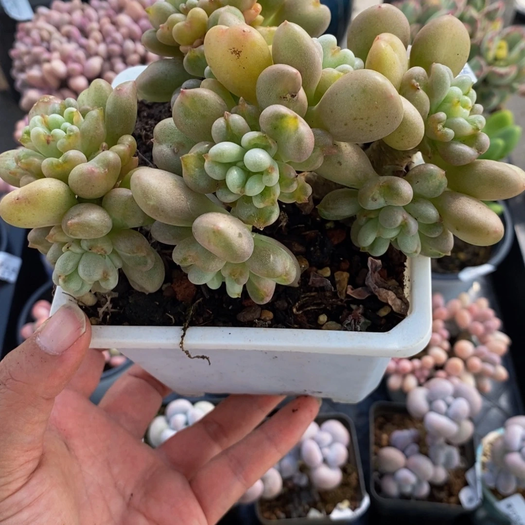 3574比尔盖茨10cm多肉