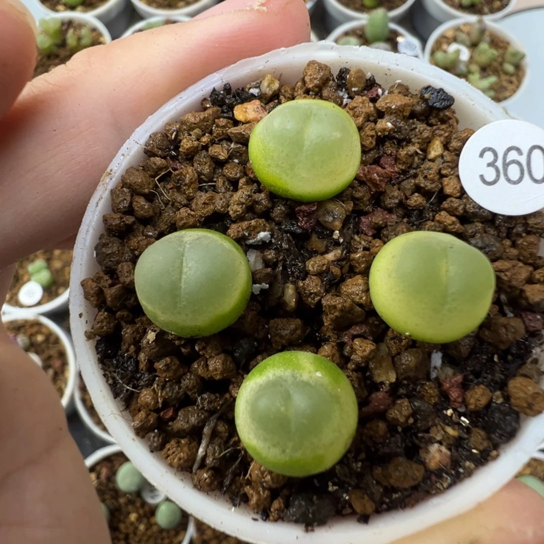 拉登一颗脱土3600000