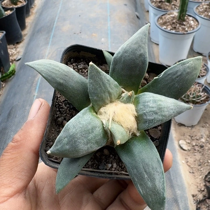 无花朵828实生出青瓷怒涛牡丹一号