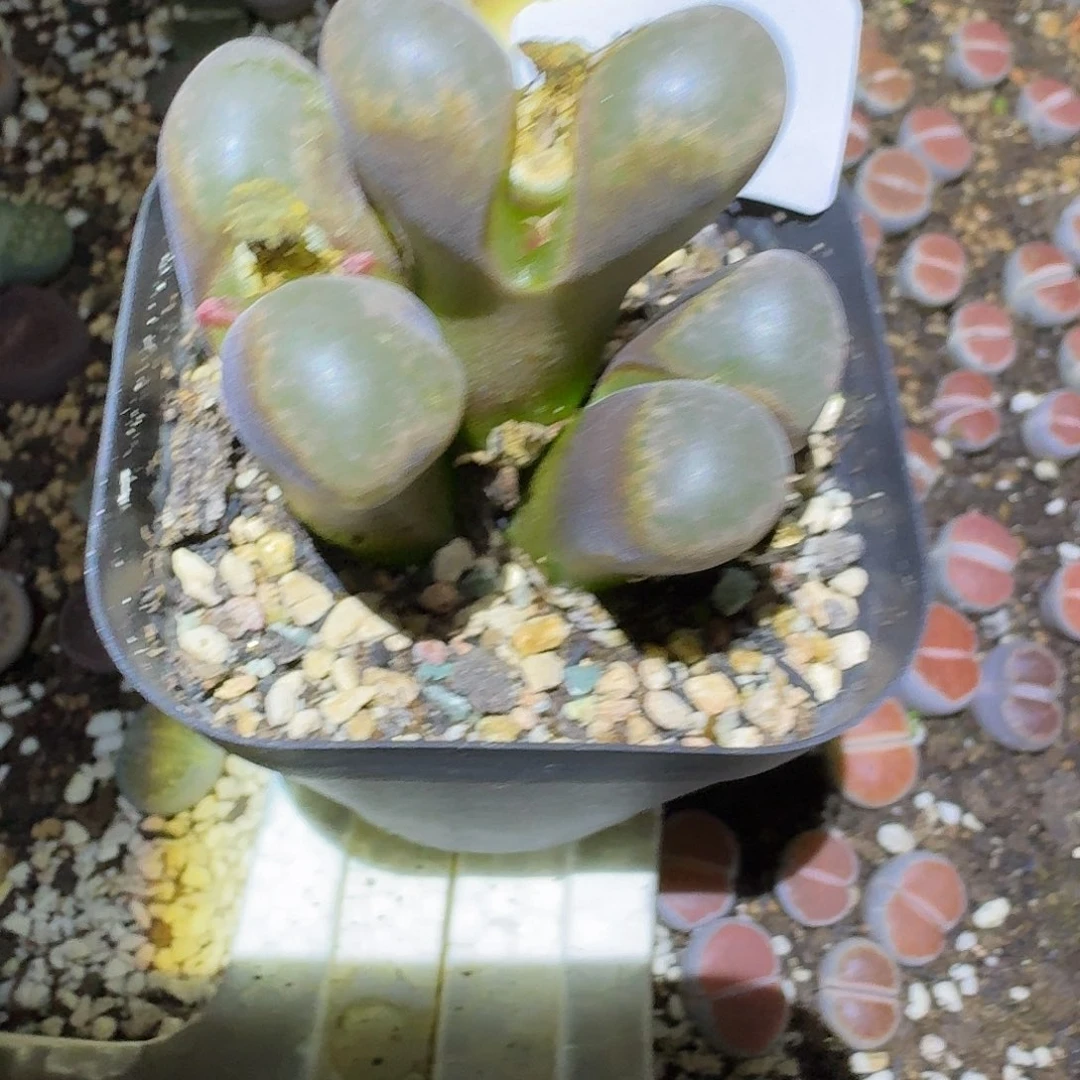 艷***錺375腿长介意勿拍多肉