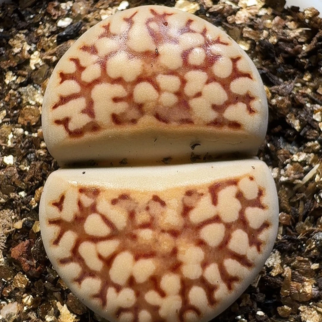 生石花111111。    261