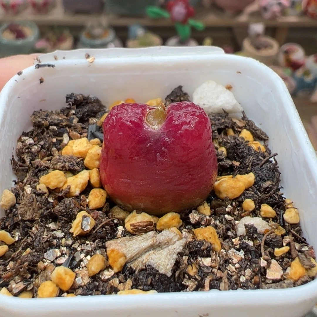 多肉植物154号水蜜桃