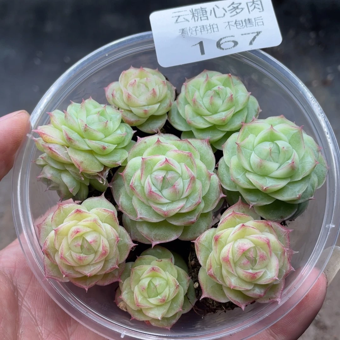 云糖心多肉植物167