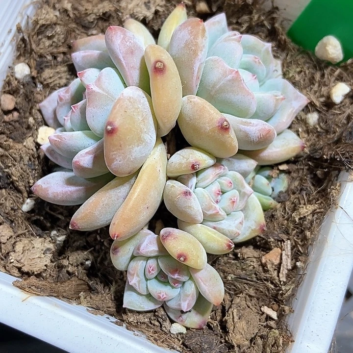 多肉植物石榴籽1004