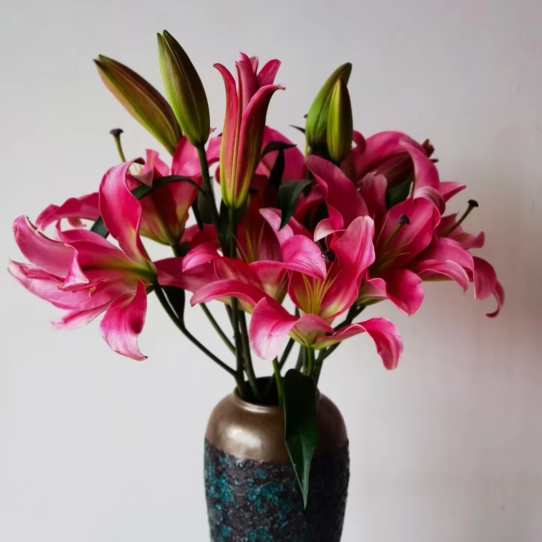 普拉芬多百合 （第二张图实物拍摄）3支 12个花苞  任意两单京东包邮 今天拍明天到