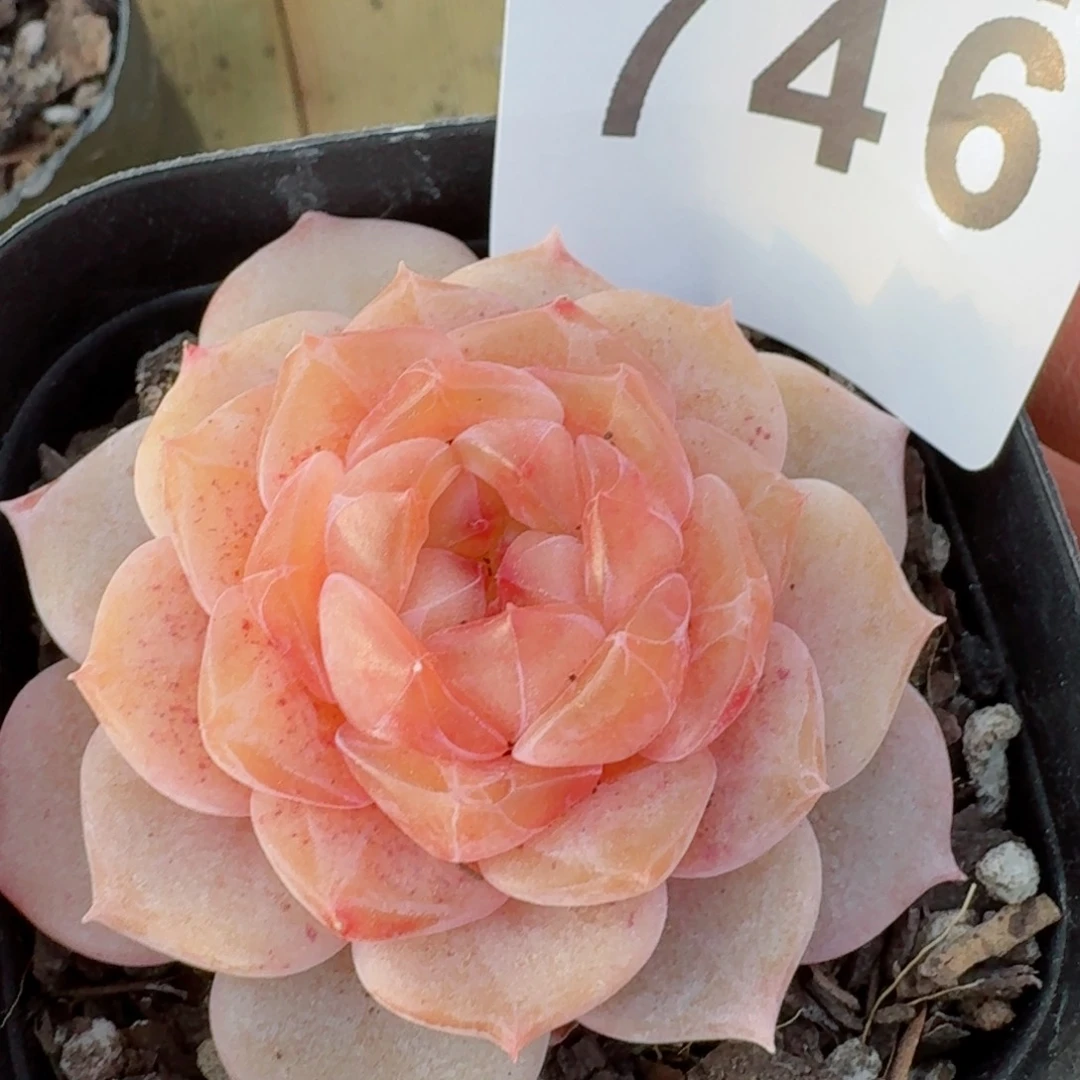 孤品珍妮         精品多肉