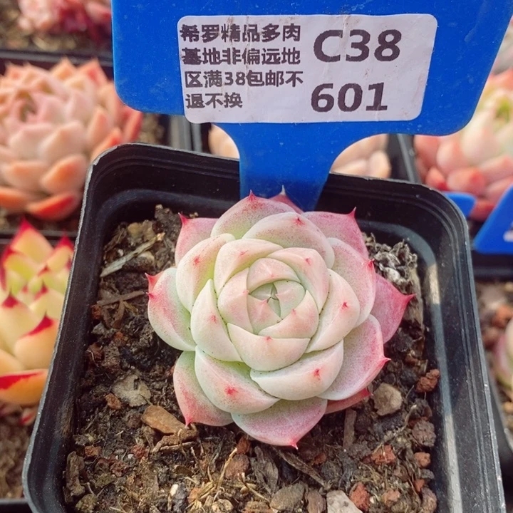 女王5cm多肉植物