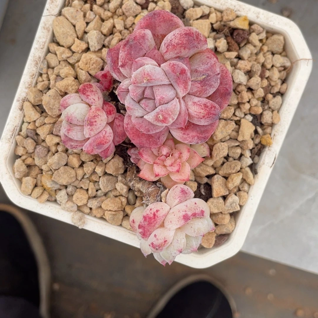 阿尔巴石化小群生