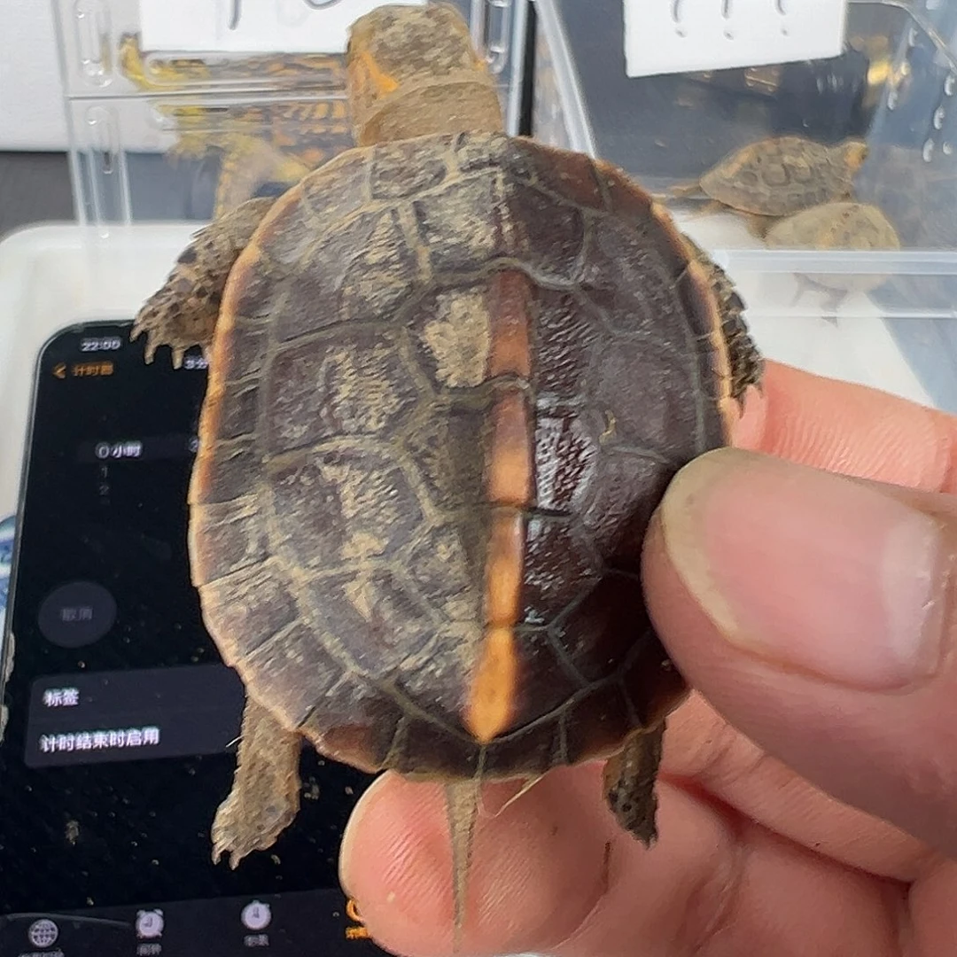 母听*安安安安安