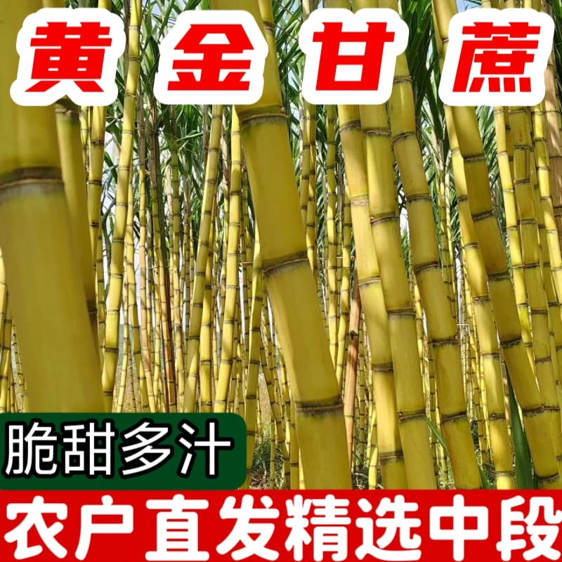云南甘蔗现砍现发新鲜应季水果清甜多汁脆皮手撕肉厚皮薄黄金甘蔗