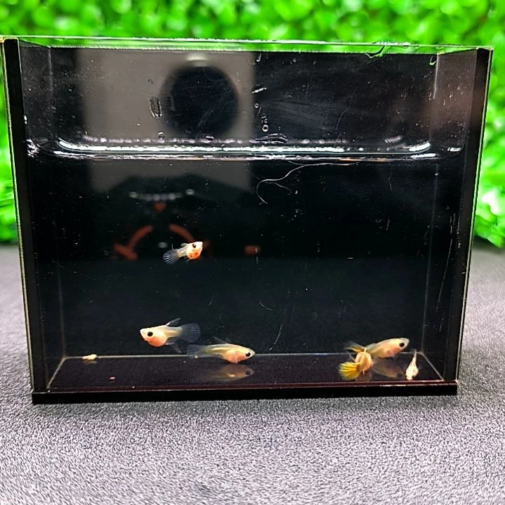 海水鱼精品孔雀鱼黄金玻璃猫苗子。5条