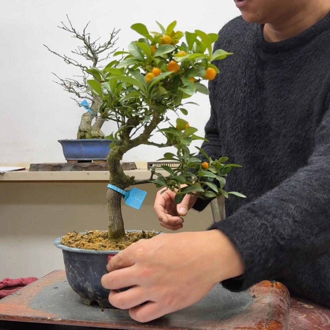 城***子无花朵984顺丰到付不包邮