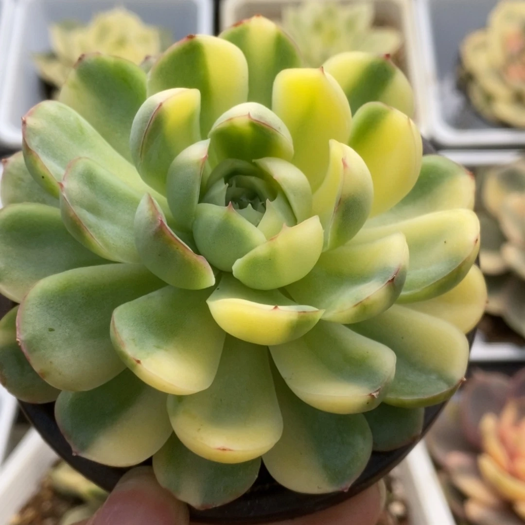 451草莓冰锦锦锦锦锦锦锦锦