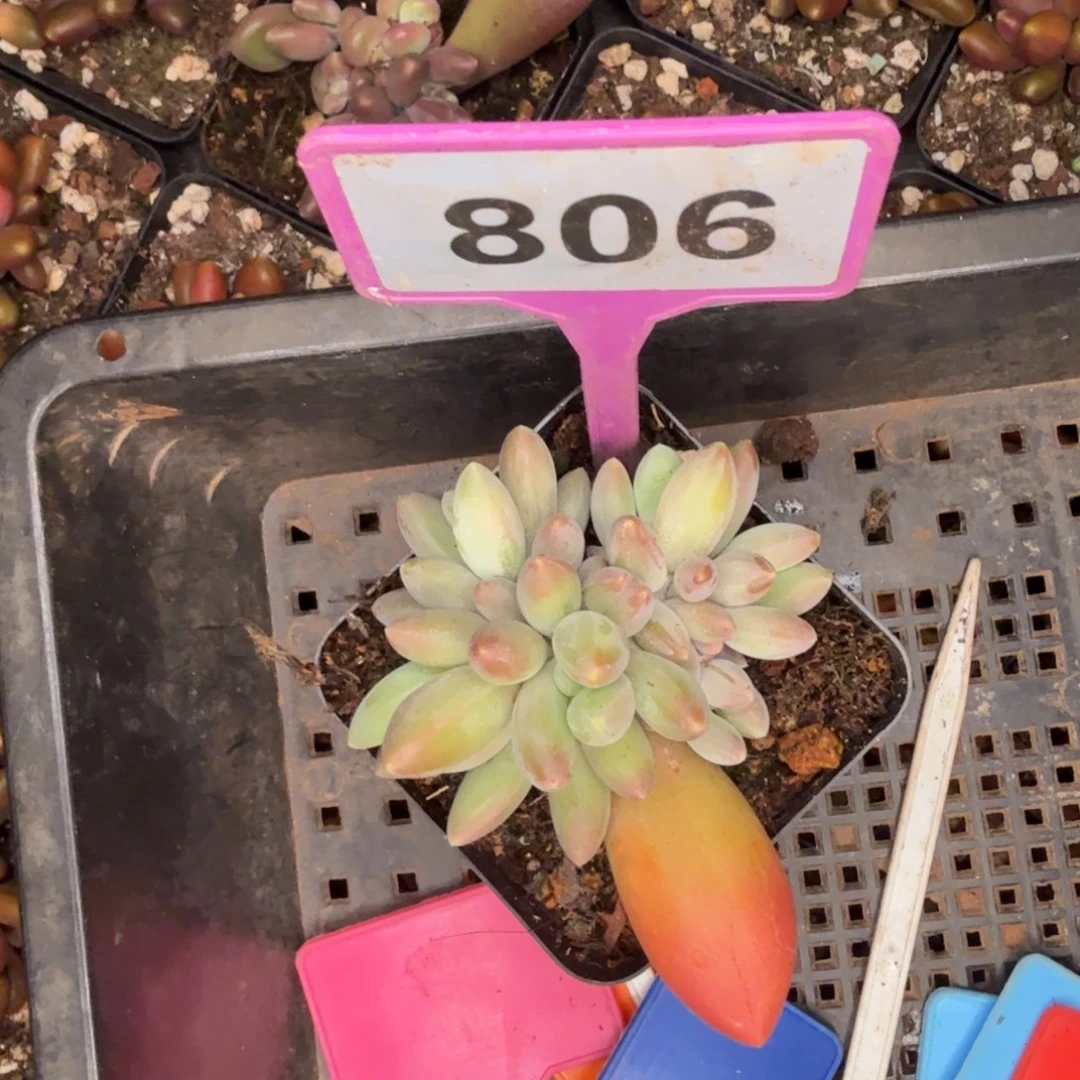 多肉植物x系群806