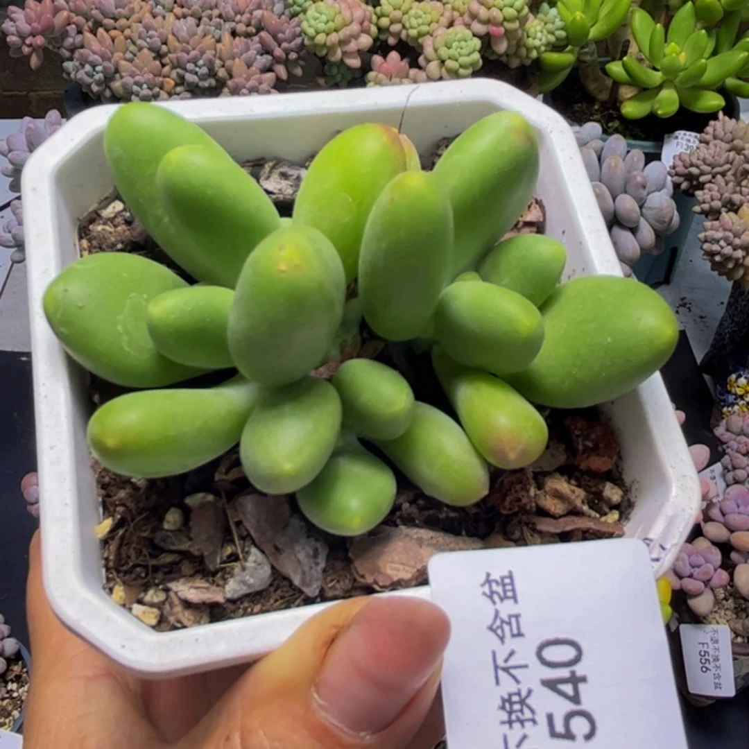 芒果奶酪540/6cm多肉