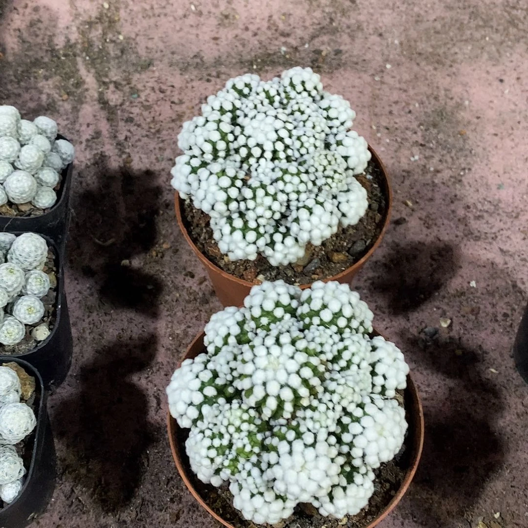 无花朵明日香姬仙人球仙人掌