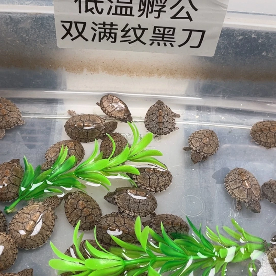 宠物龟不分公母私拍发龟粮