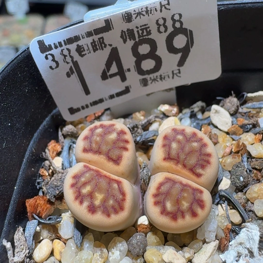 Sssss精品生石花1489