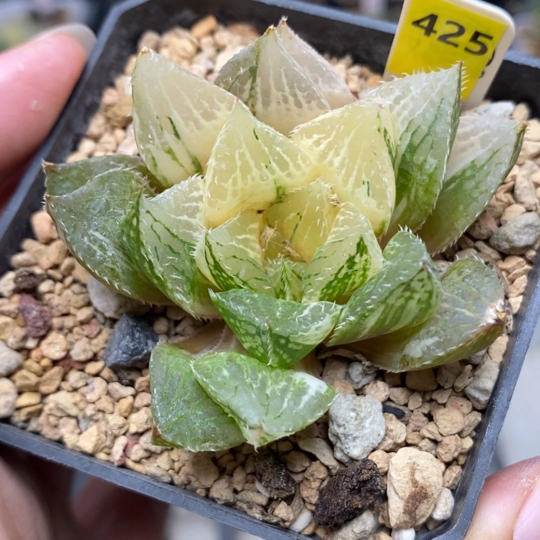 425宝莲灯锦一物一拍