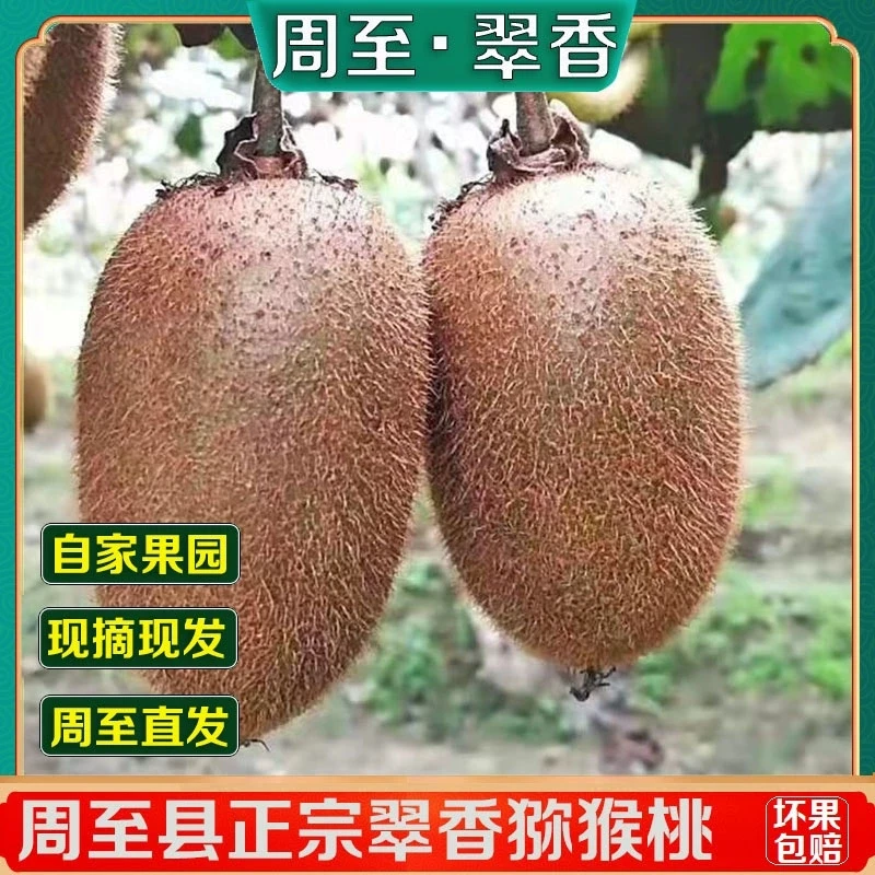 陕西翠香猕猴桃周至猕猴桃新鲜水果当季整箱包邮
