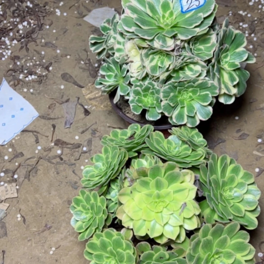 【闪购商品】断枝不包25