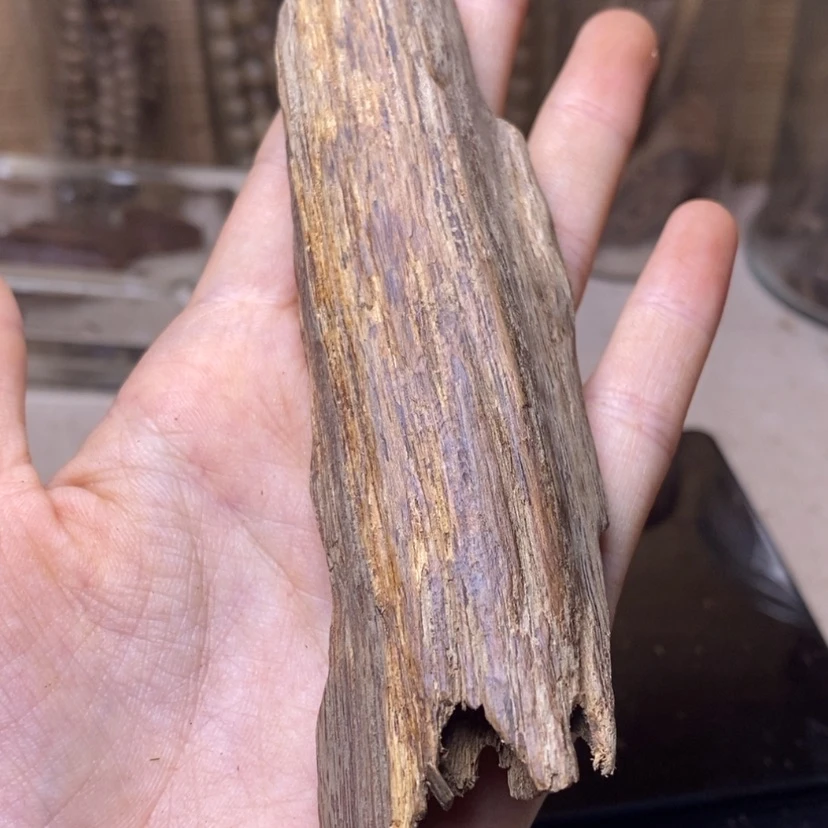 【闪购商品】小****草海南土沉