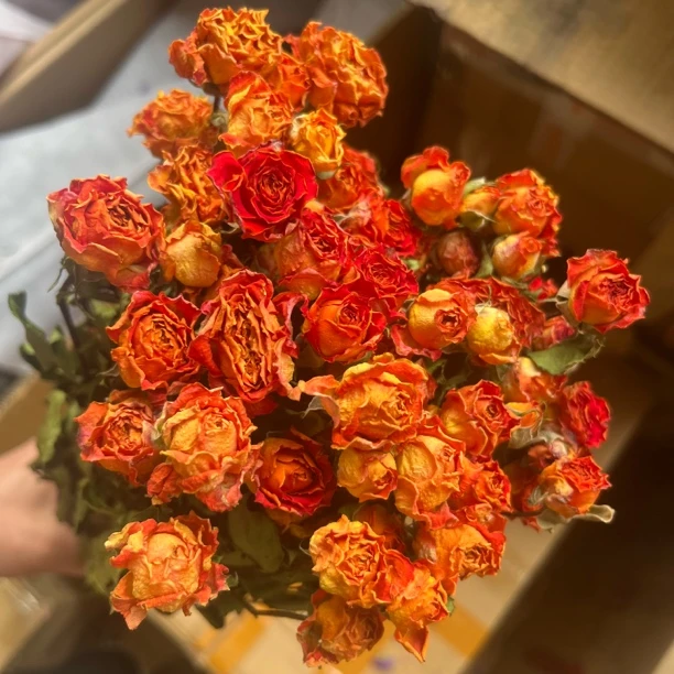 橙色芭比多头玫瑰干花束云南基地直发客厅摆件装饰拍照复古干花
