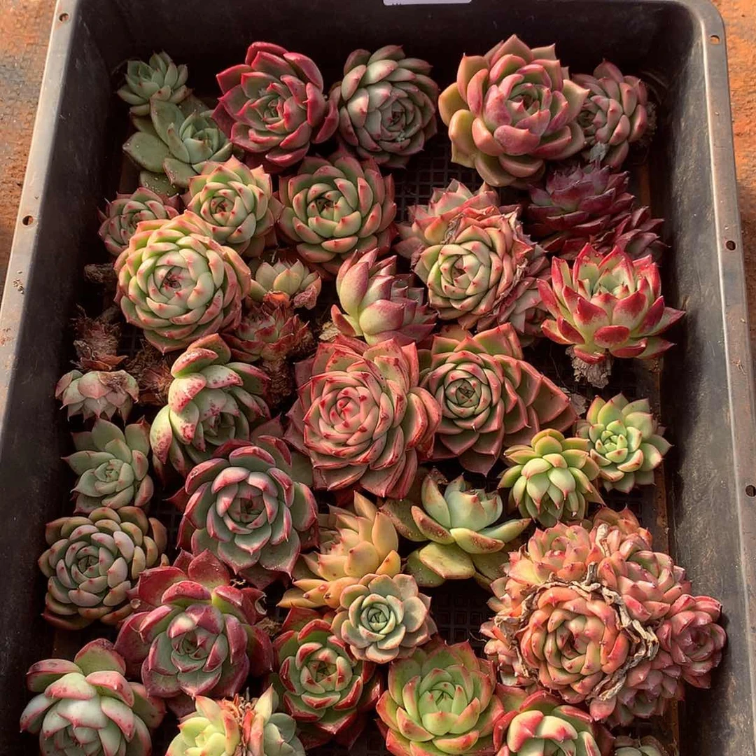 【闪购商品】云82号一筐