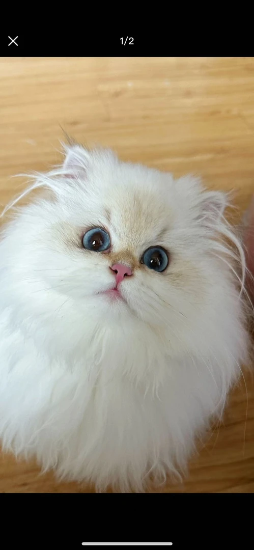 英短渐层招财猫咪