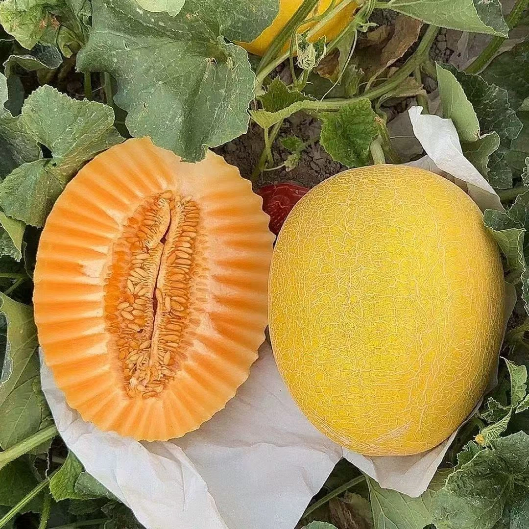 甘肃天然沙漠黄金哈蜜瓜金色年华黄皮哈密瓜当季新鲜水果现摘现发