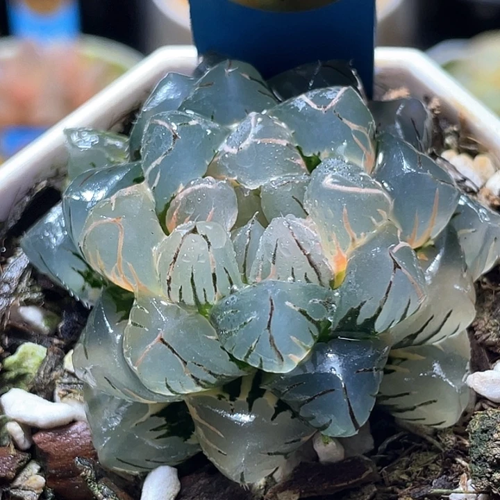 940亚成水中月锦特选福利