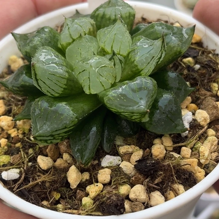 9裹班若实生发发发发发发