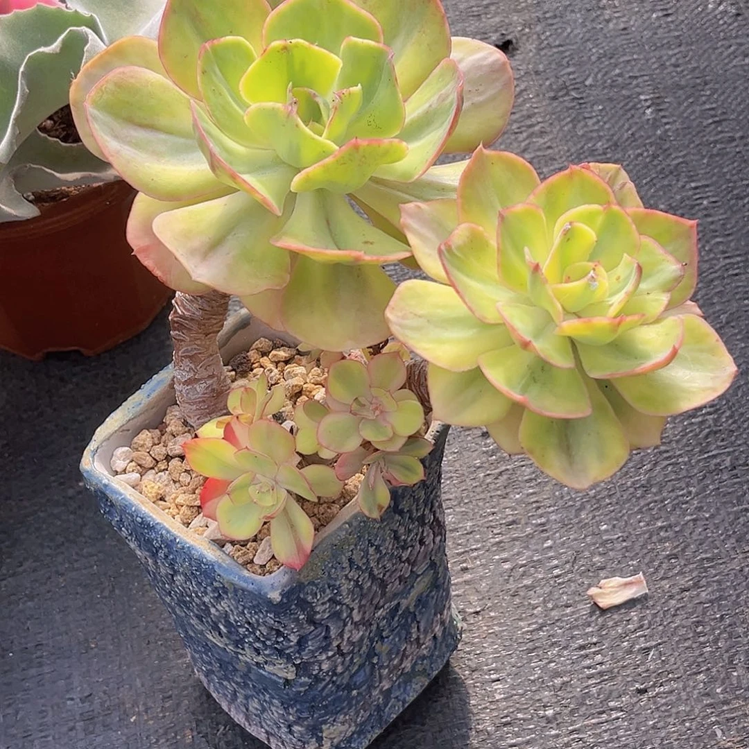 0***00姐9999999999999