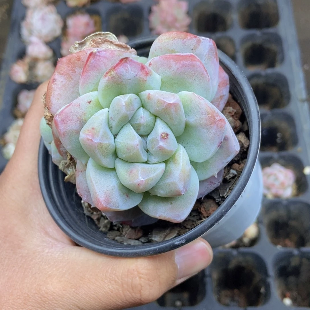 春泥家一单包邮M110石化冰玉