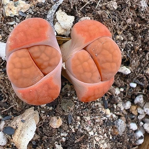 20732天团团圆圆呀呀