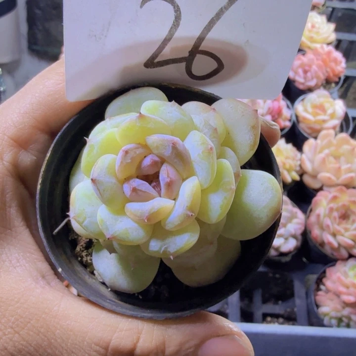26.wqqqqqqqwwwwwww